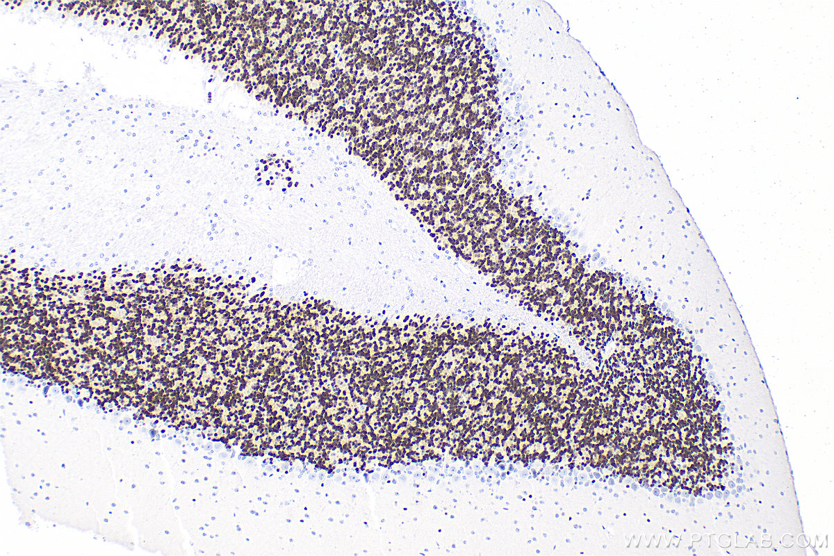 IHC staining of mouse cerebellum using 26975-1-AP