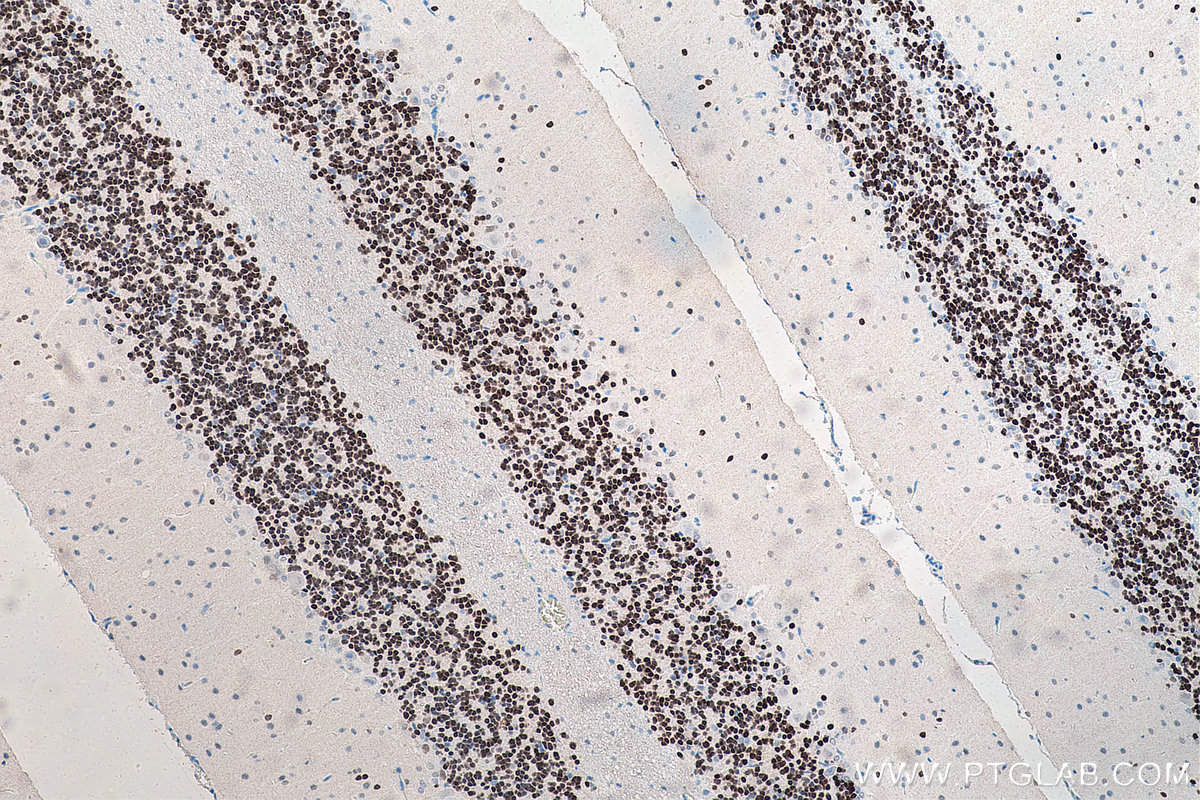 IHC staining of rat cerebellum using 66836-1-Ig