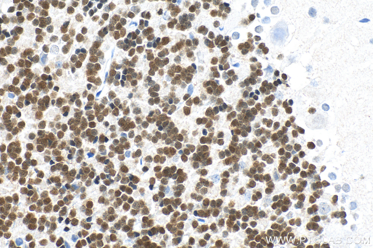 IHC staining of rat cerebellum using 66836-1-Ig