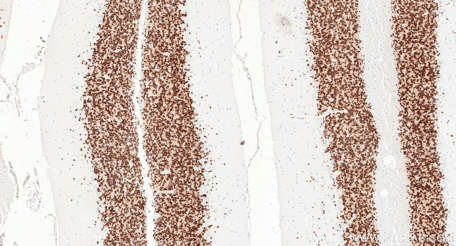 IHC staining of rat cerebellum using 84401-4-RR IHC staining of rat cerebellum using 84401-4-RR