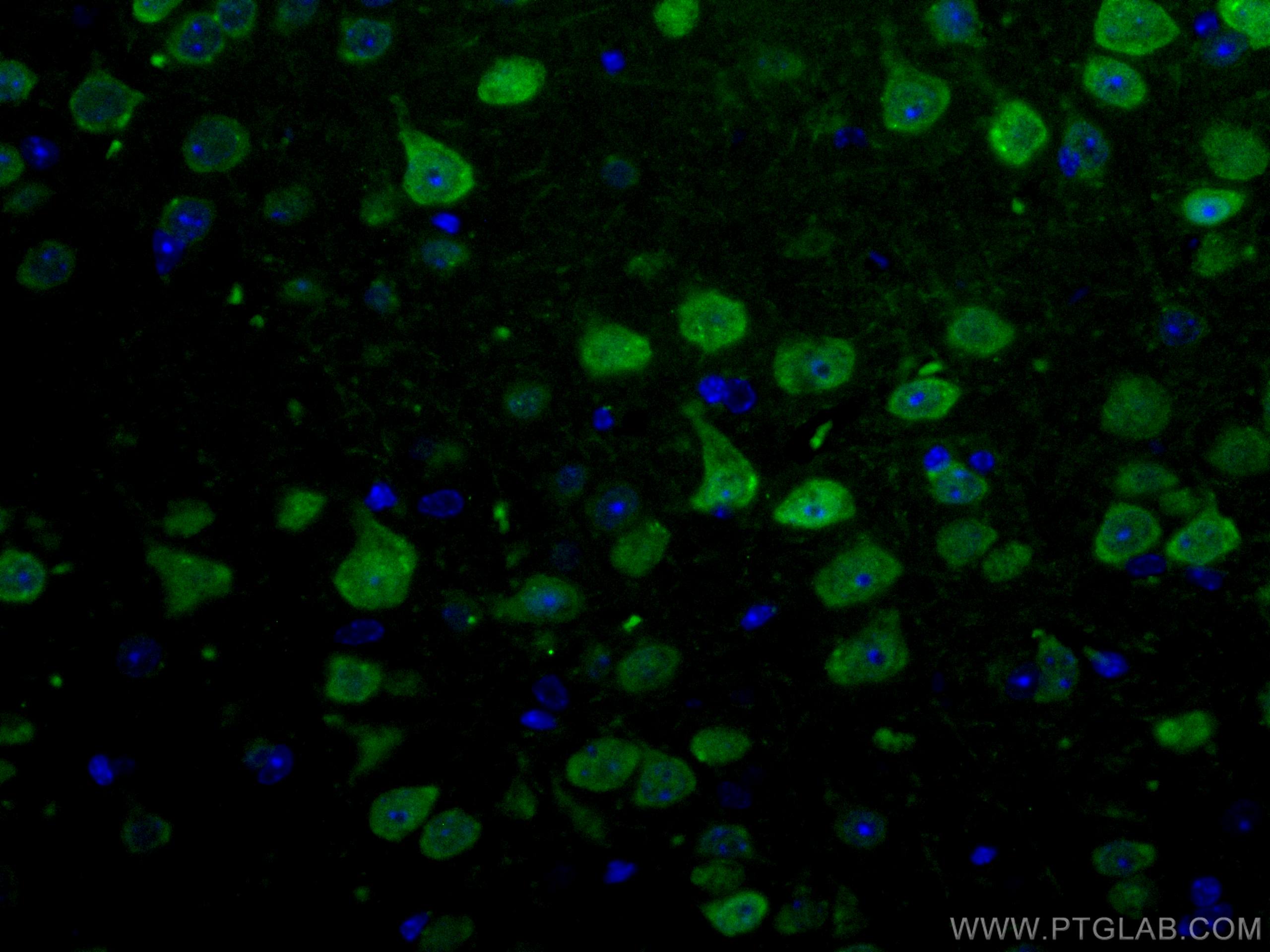 IF Staining of mouse brain using CL488-26975