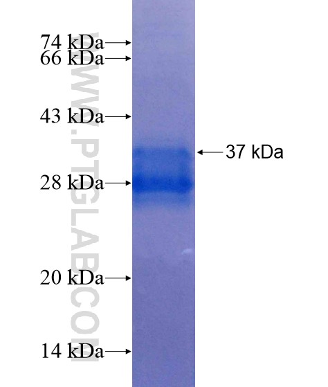 NeuN fusion protein Ag19347 SDS-PAGE