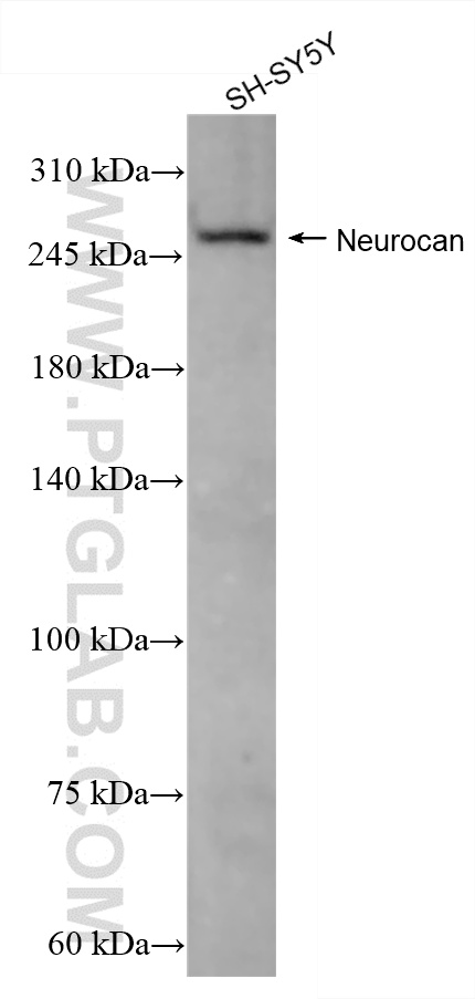 WB analysis of SH-SY5Y using 86279-1-RR