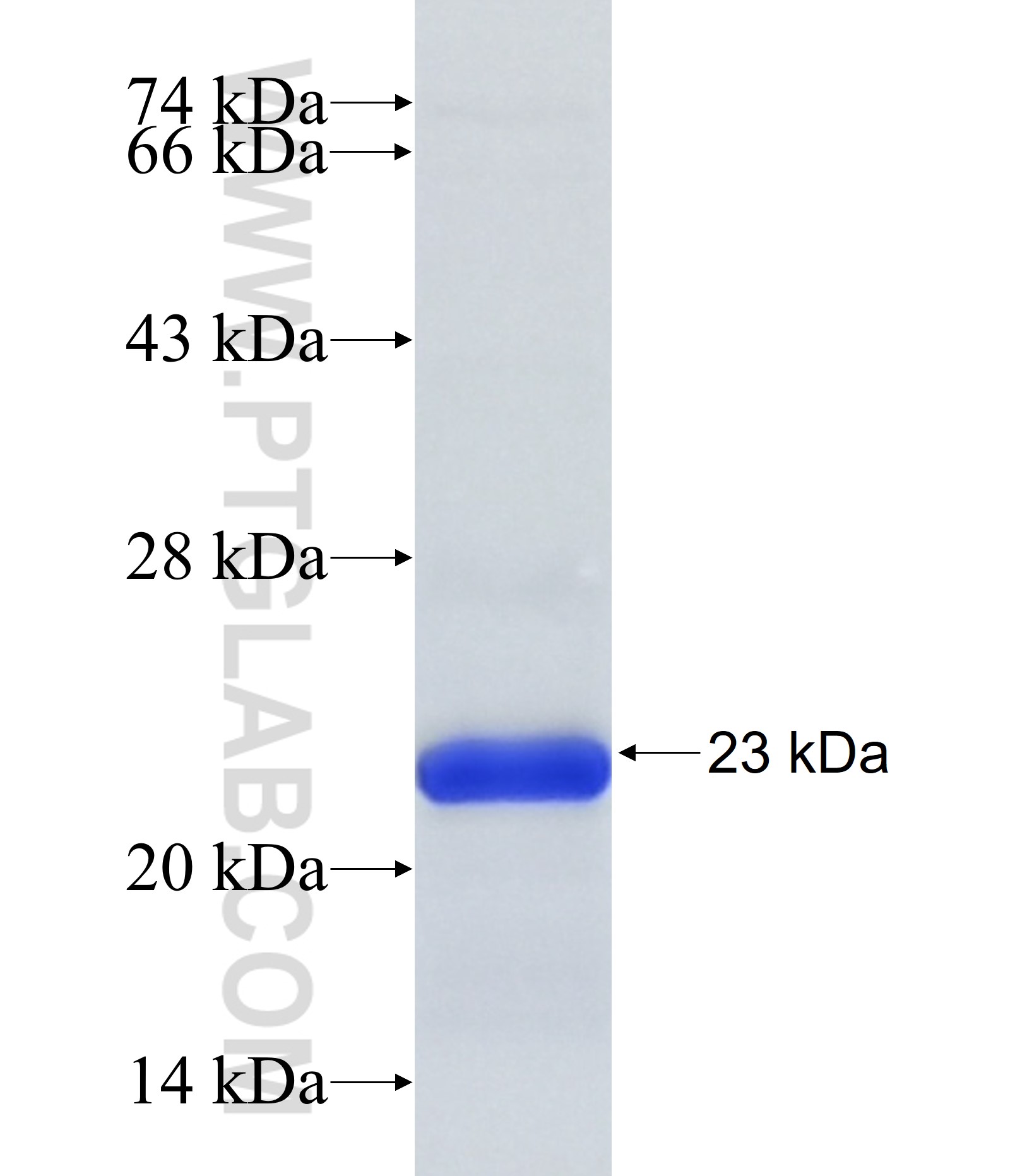 Neurocan fusion protein Ag33905 SDS-PAGE Neurocan fusion protein Ag33905 SDS-PAGE
