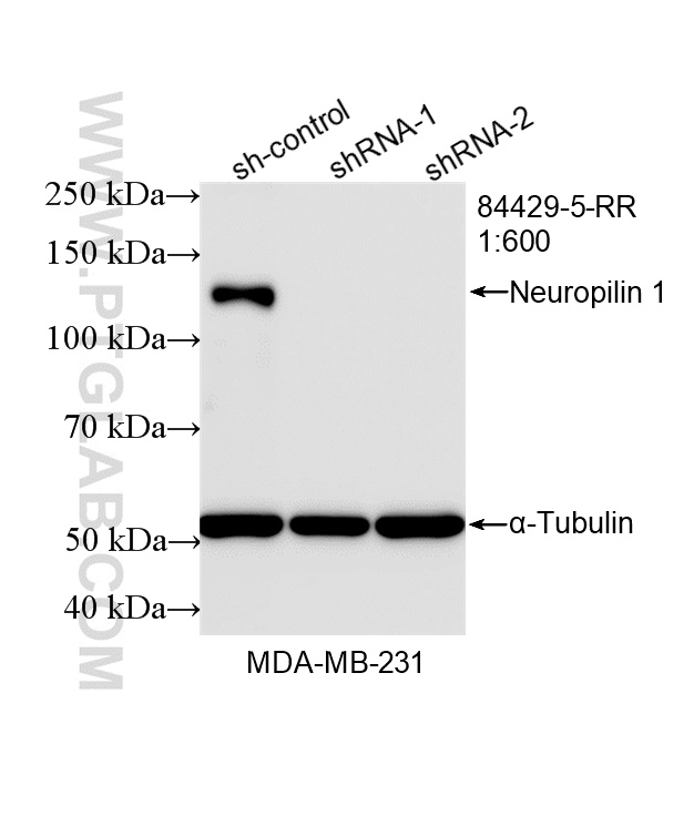 WB analysis of MDA-MB-231 using 84429-5-RR (same clone as 84429-5-PBS)