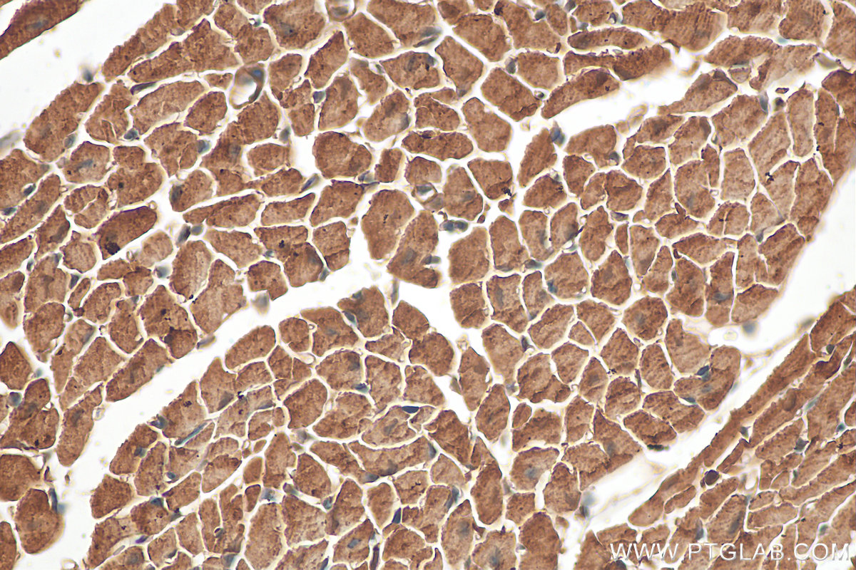 IHC staining of mouse heart using 27737-1-AP