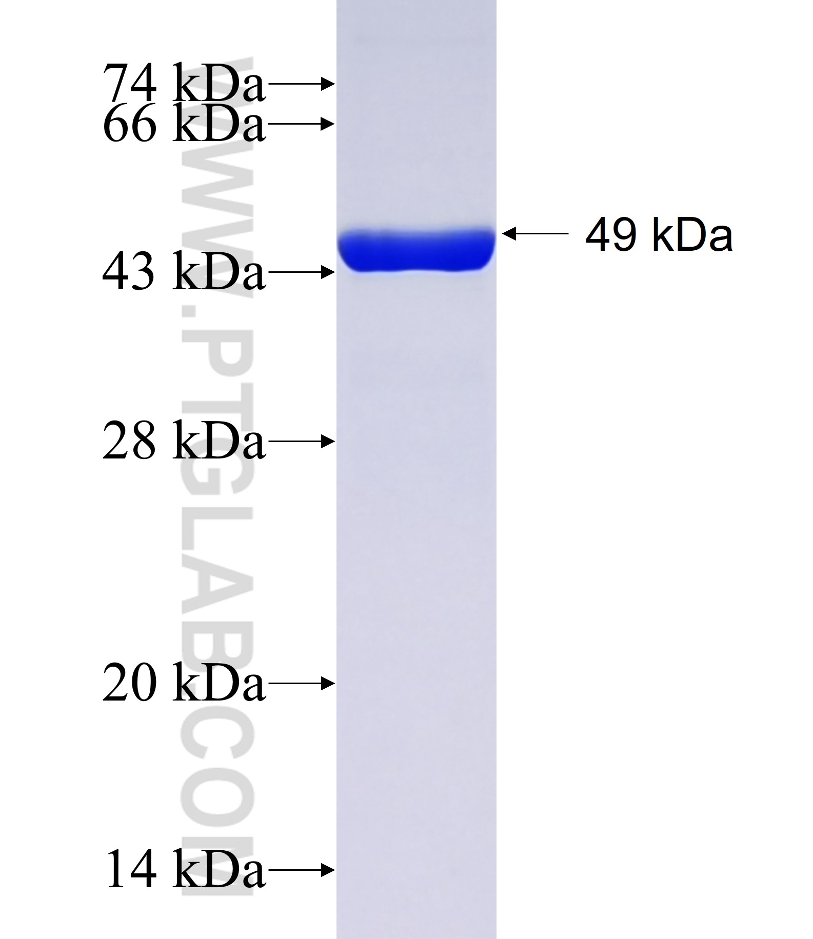 Nfe2l2 fusion protein Ag39859 SDS-PAGE Nfe2l2 fusion protein Ag39859 SDS-PAGE