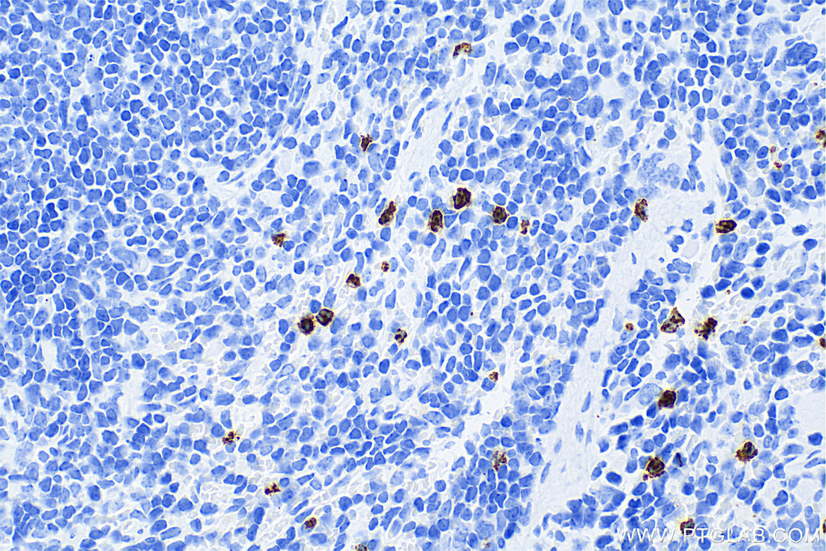 IHC staining of mouse spleen using 83102-1-RR