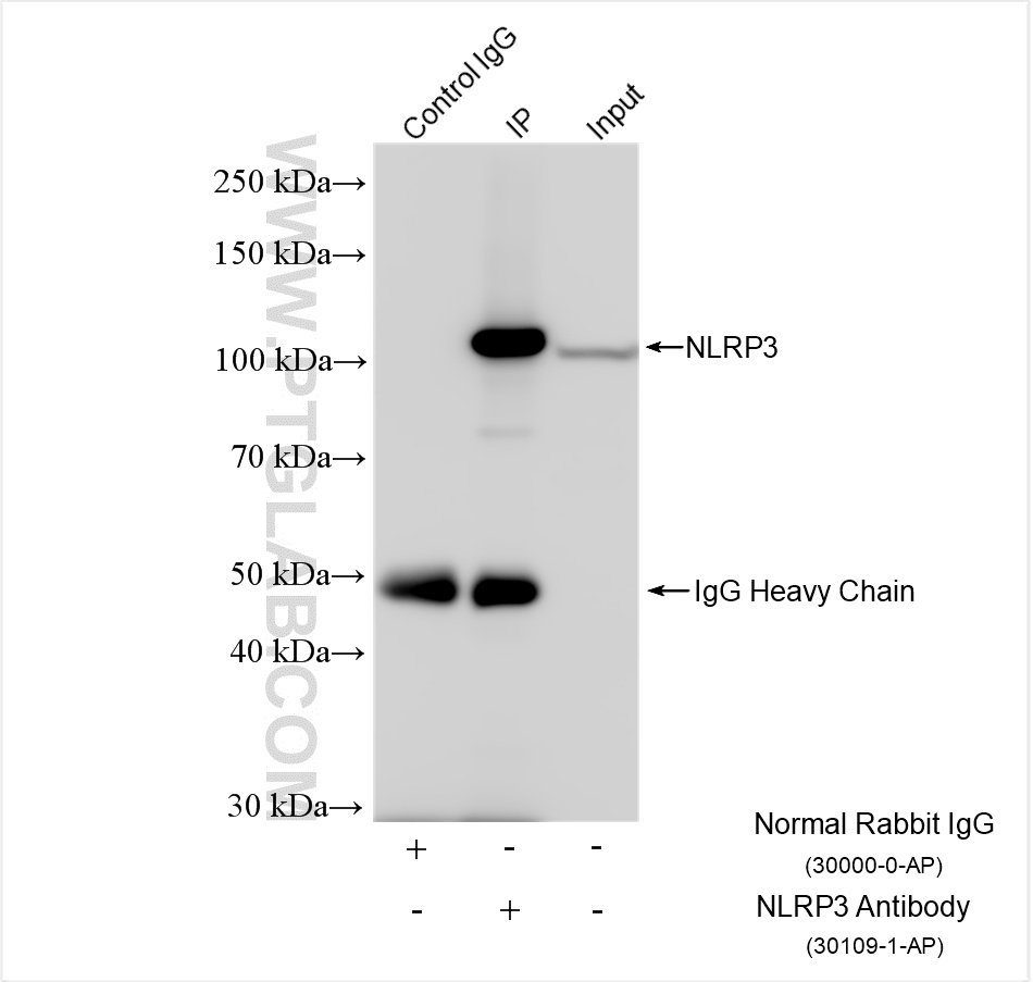 IP experiment of RAW 264.7 using 30109-1-AP