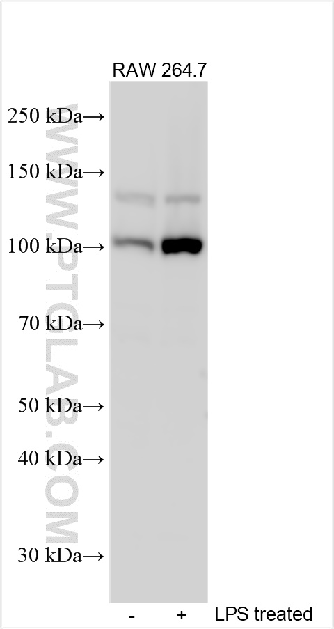 WB analysis using 30109-1-AP