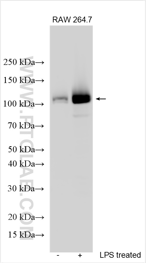 WB analysis using 30109-1-AP