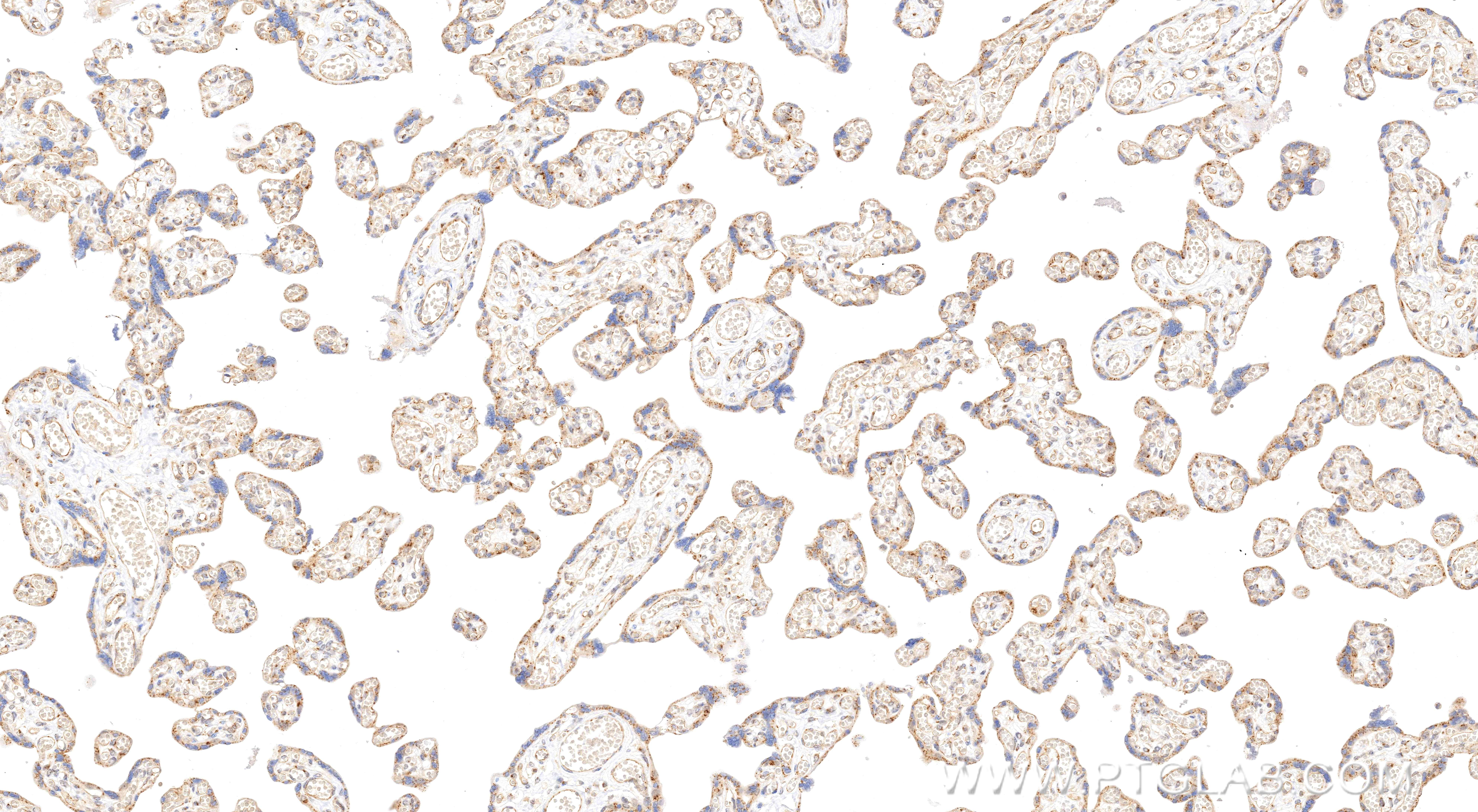 IHC staining of human placenta using 84283-5-RR