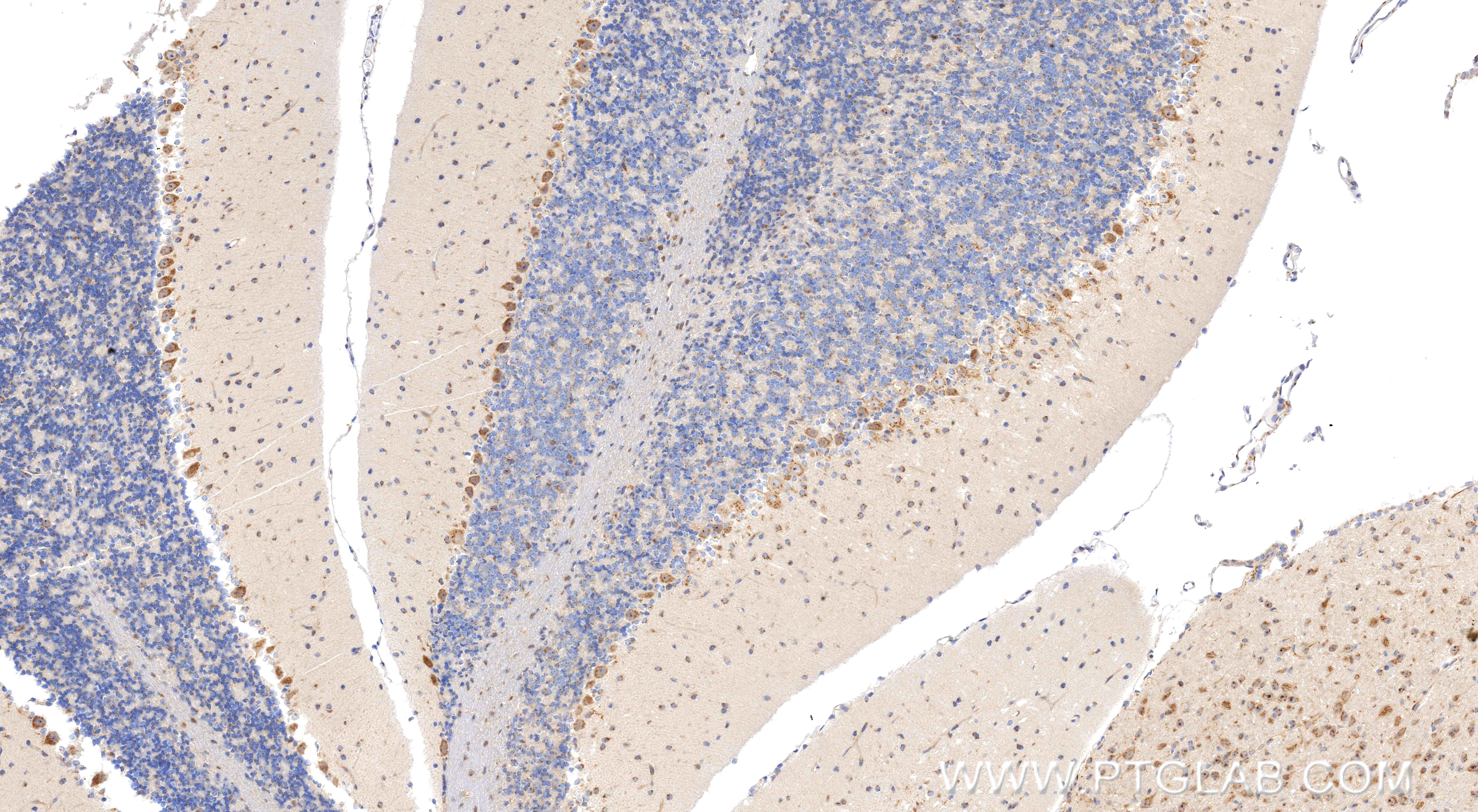 IHC staining of mouse cerebellum using 84283-5-RR