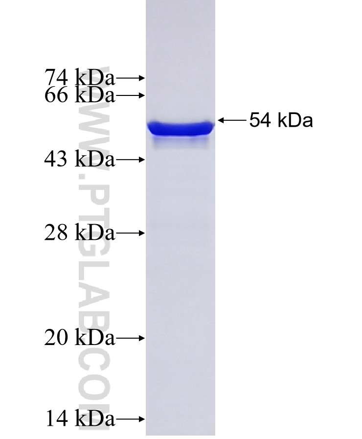 Notch1 fusion protein Ag0107 SDS-PAGE