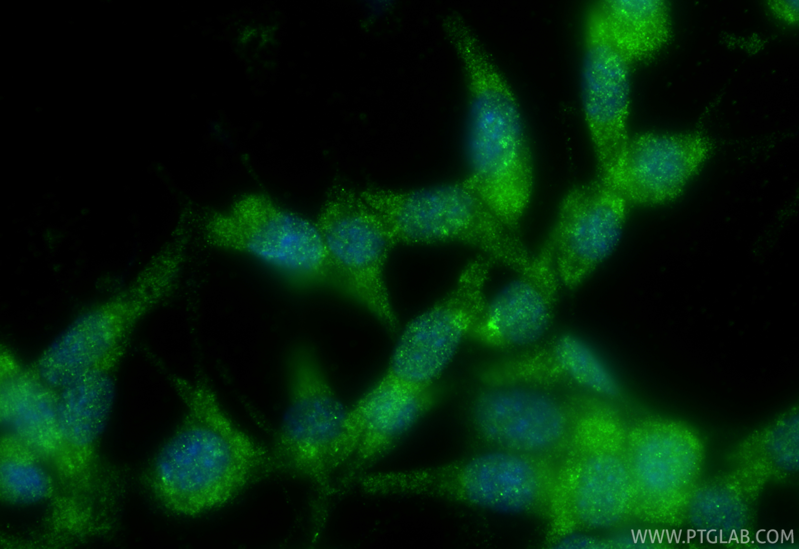 Immunofluorescent analysis of (-20°C Ethanol) fixed NIH/3T3 cells using Nrf2 antibody (33123-1-AP) at dilution of 1:400 and CoraLite®488-Conjugated Goat Anti-Rabbit IgG(H+L) (<a class='green' href='/productredirect?CatalogNo=SA00013-2' target='_blank'>SA00013-2</a>). IF Staining of NIH/3T3 using 33123-1-AP