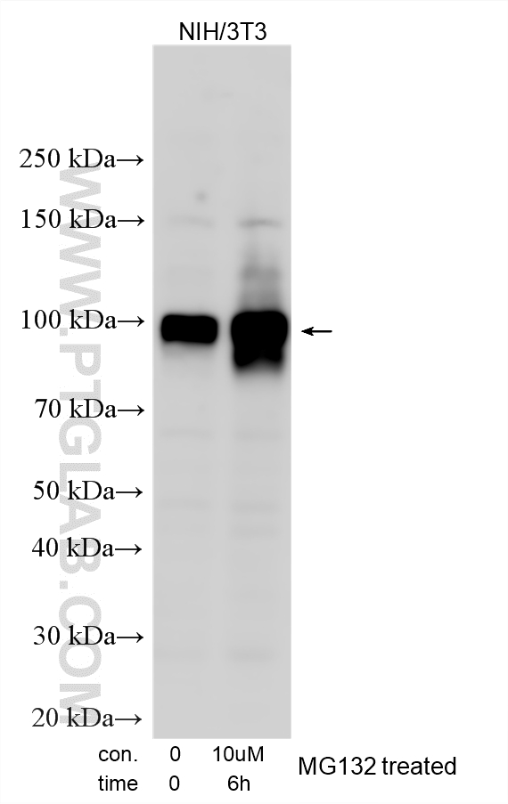 Various lysates were subjected to SDS PAGE followed by western blot with 33123-1-AP (Nrf2 antibody) at dilution of 1:1500 incubated at room temperature for 1.5 hours. WB analysis using 33123-1-AP