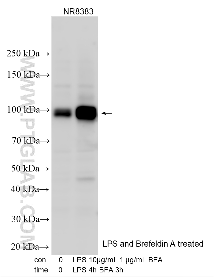 Various lysates were subjected to SDS PAGE followed by western blot with 33123-1-AP (Nrf2 antibody) at dilution of 1:1500 incubated at room temperature for 1.5 hours. WB analysis using 33123-1-AP