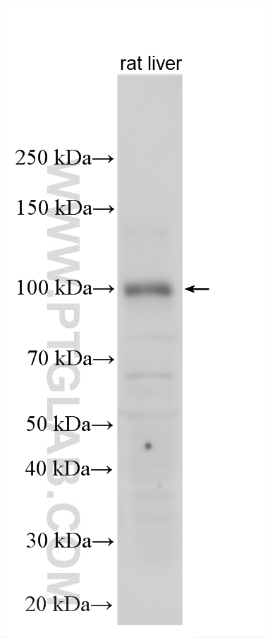 Various lysates were subjected to SDS PAGE followed by western blot with 33123-1-AP (Nrf2 antibody) at dilution of 1:1500 incubated at room temperature for 1.5 hours. WB analysis using 33123-1-AP