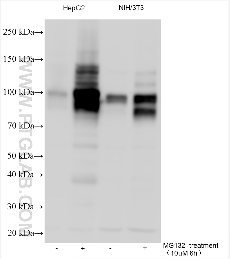 WB analysis using 33123-1-AP