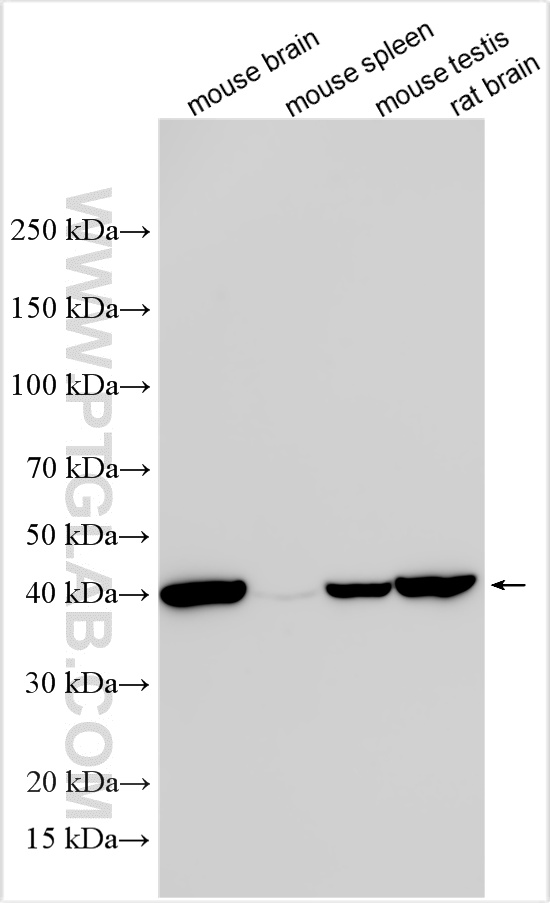 WB analysis using 26712-1-AP