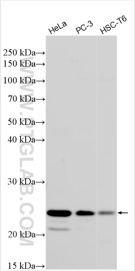 WB analysis using 27009-1-AP