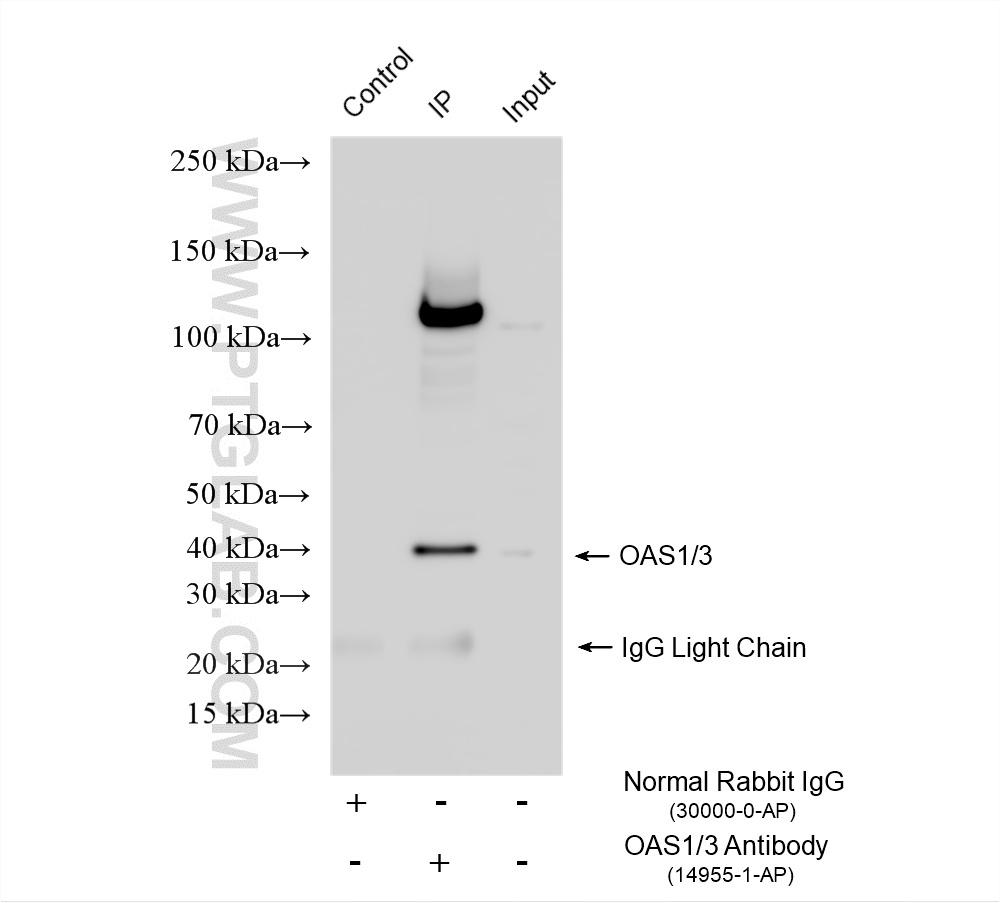 IP experiment of HeLa using 14955-1-AP