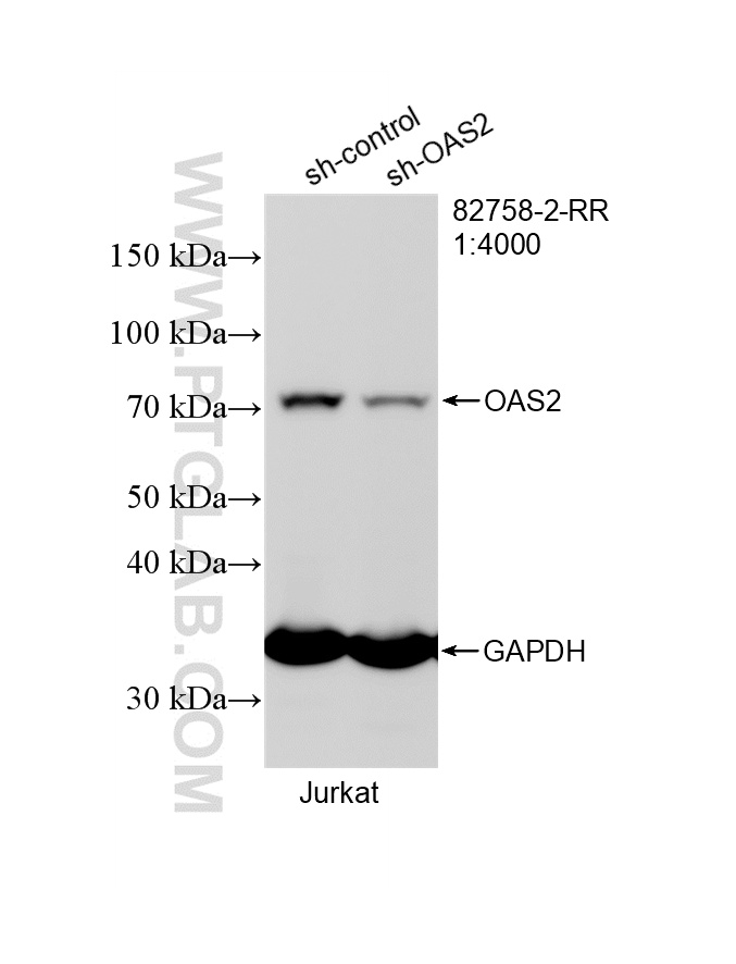 WB analysis of Jurkat using 82758-2-RR WB analysis of Jurkat using 82758-2-RR