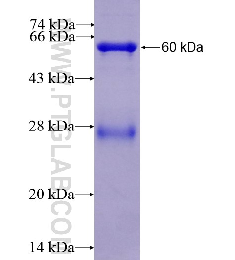 OAS3 fusion protein Ag16150 SDS-PAGE