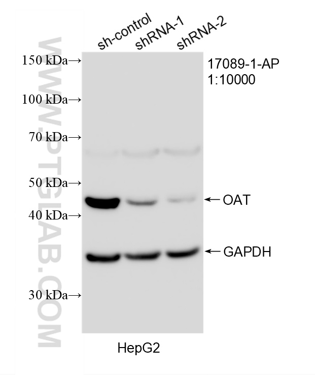 WB analysis of HepG2 using 17089-1-AP WB analysis of HepG2 using 17089-1-AP