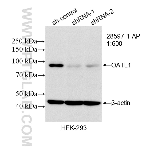 WB analysis of HEK-293 using 28597-1-AP (same clone as 28597-1-PBS)