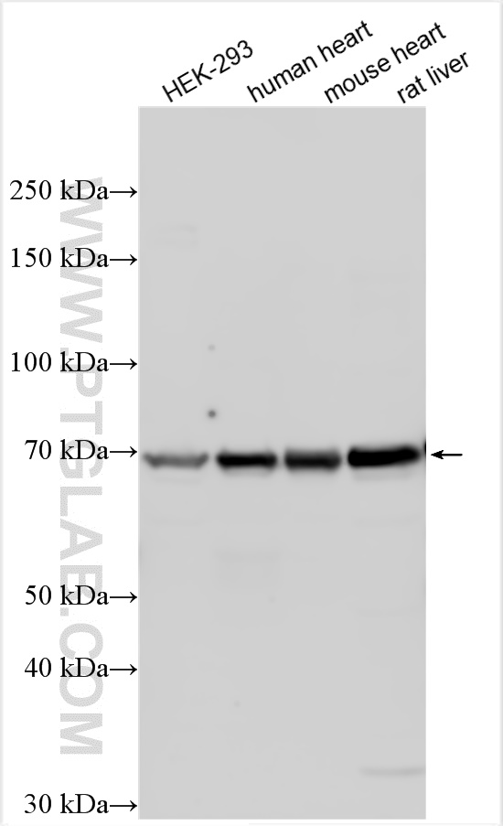 WB analysis using 31626-1-AP