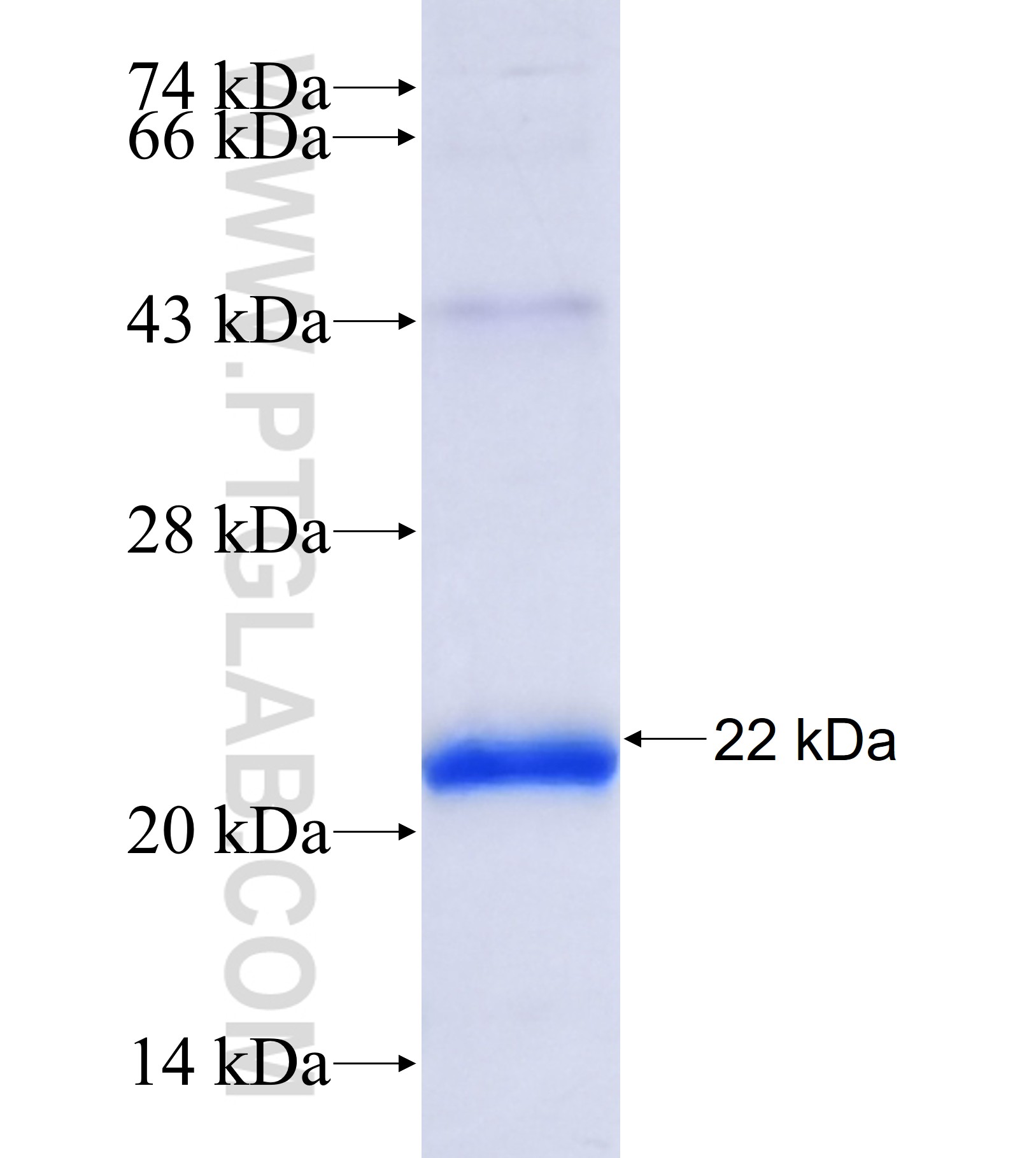 OC90 fusion protein Ag41155 SDS-PAGE OC90 fusion protein Ag41155 SDS-PAGE