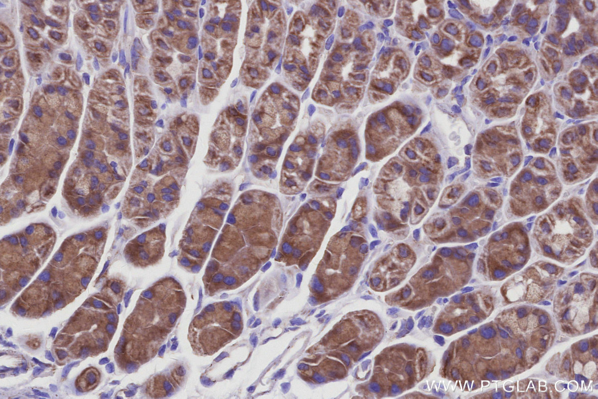 IHC staining of mouse stomach using 66698-1-Ig