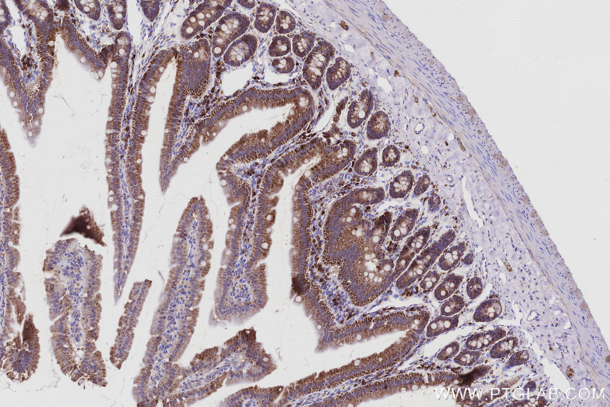 IHC staining of rat small intestine using 66698-1-Ig