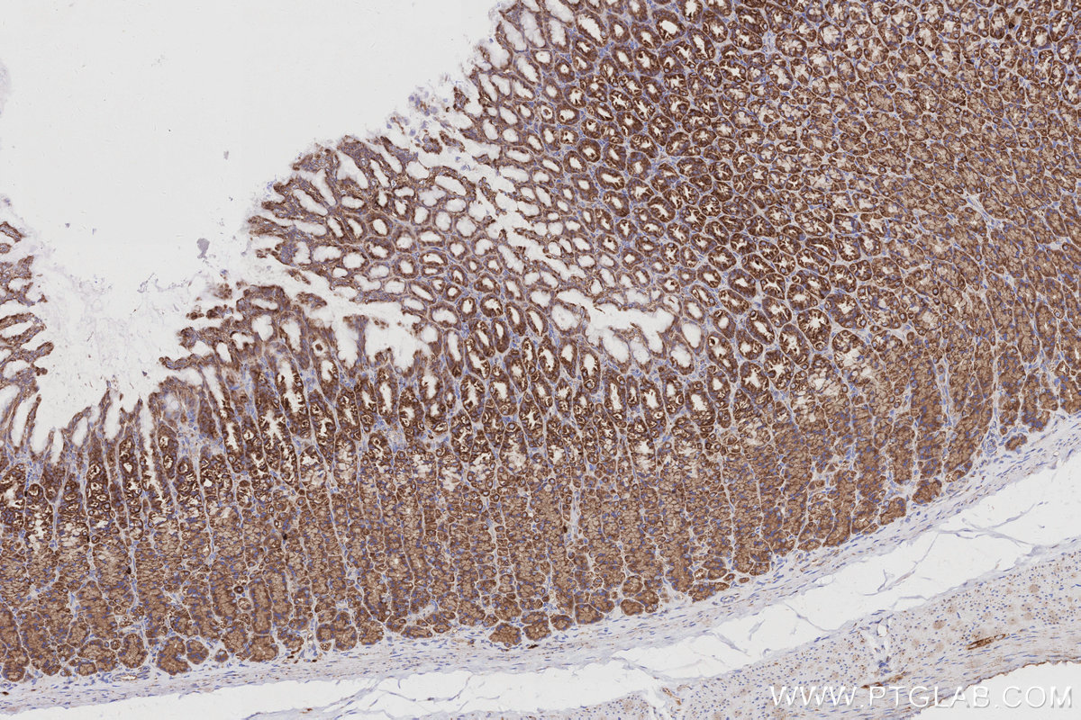 IHC staining of rat stomach using 66698-1-Ig