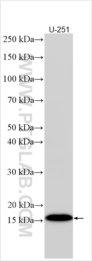 WB analysis using 13437-1-AP