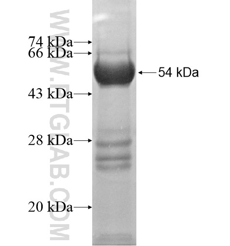 OCRL fusion protein Ag12282 SDS-PAGE OCRL fusion protein Ag12282 SDS-PAGE
