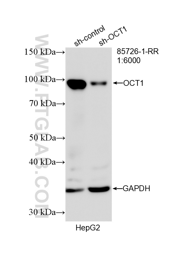 WB analysis of HepG2 using 85726-1-RR