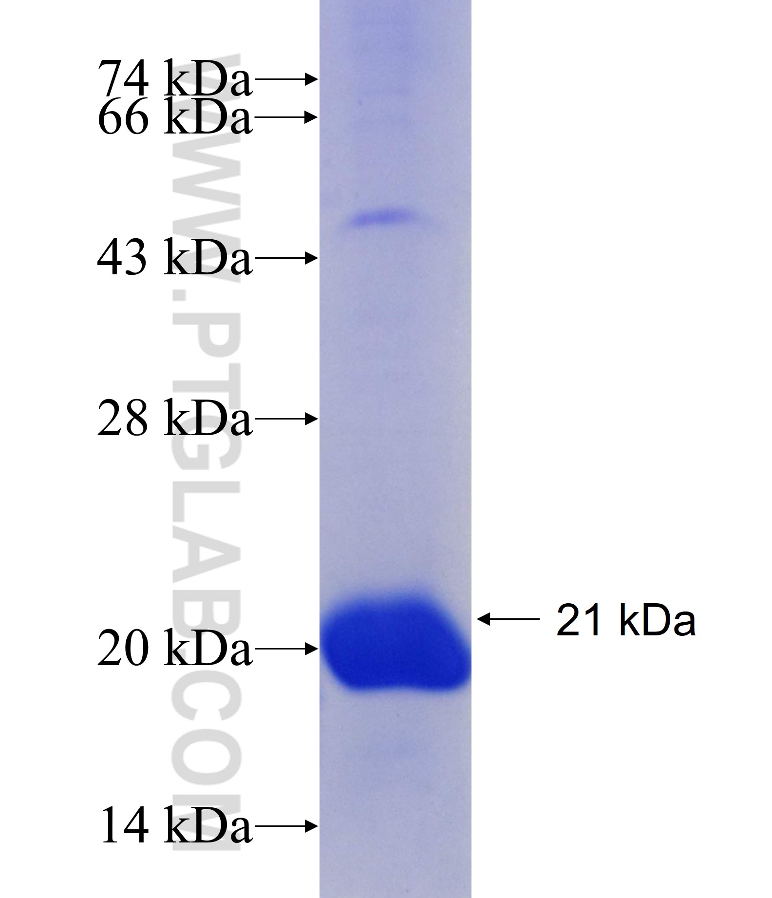 OCT2 fusion protein Ag29623 SDS-PAGE OCT2 fusion protein Ag29623 SDS-PAGE