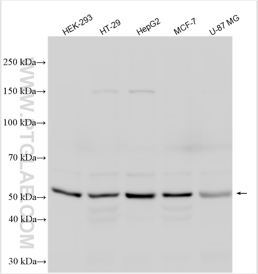 WB analysis using 11263-1-AP