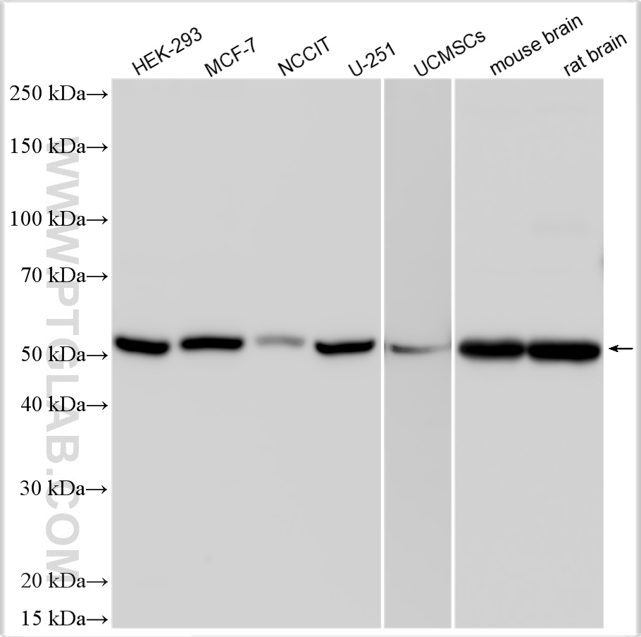 WB analysis using 11263-1-AP