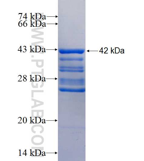 OCT4 fusion protein Ag1794 SDS-PAGE