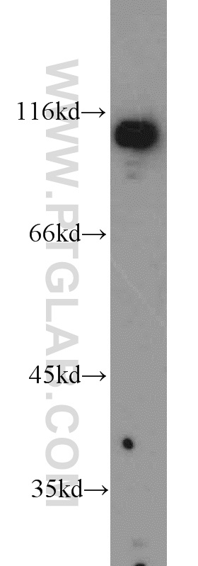WB analysis of RAW264.7 using 23454-1-AP