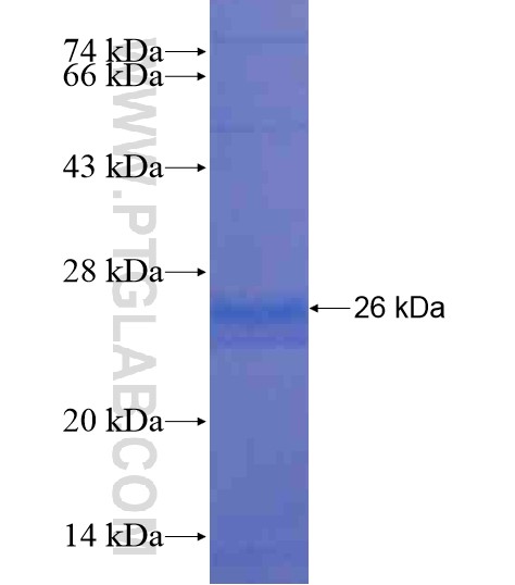 ODF1 fusion protein Ag20562 SDS-PAGE