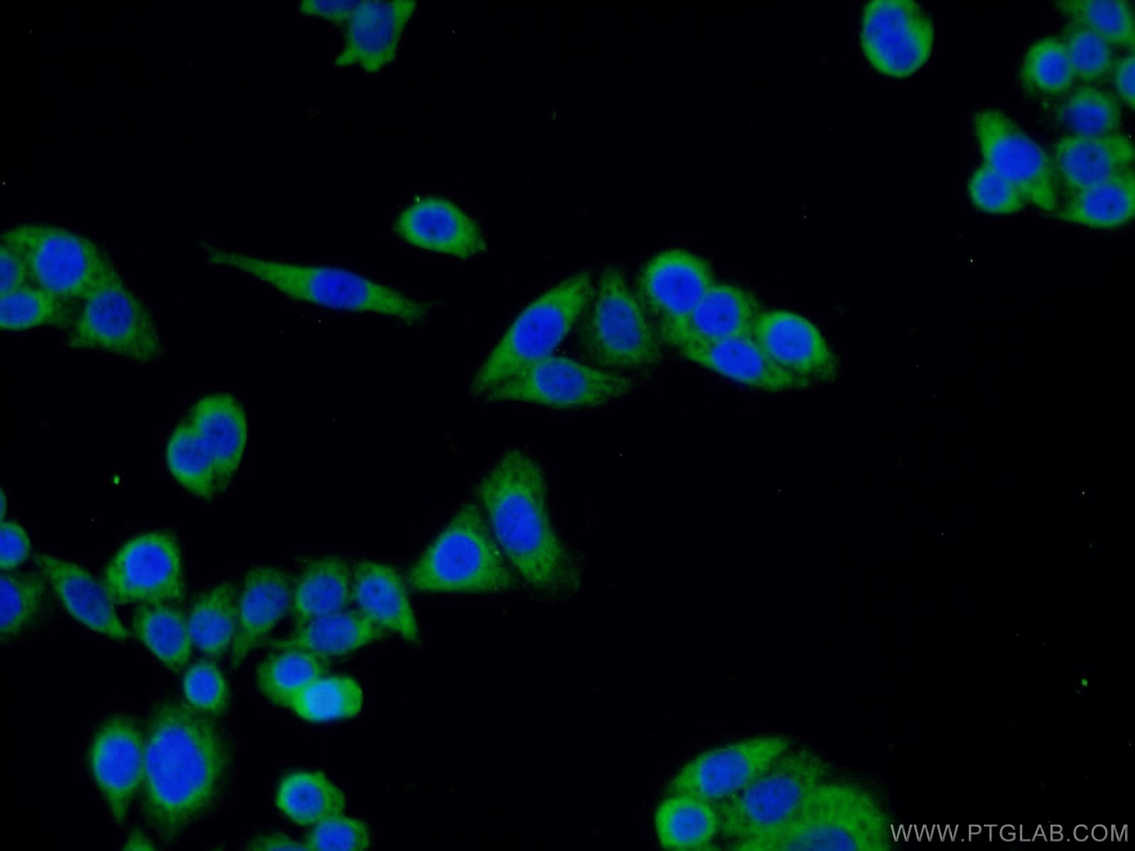 IF Staining of HeLa using 12058-1-AP