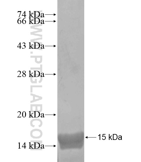 ODF3 fusion protein Ag18918 SDS-PAGE ODF3 fusion protein Ag18918 SDS-PAGE