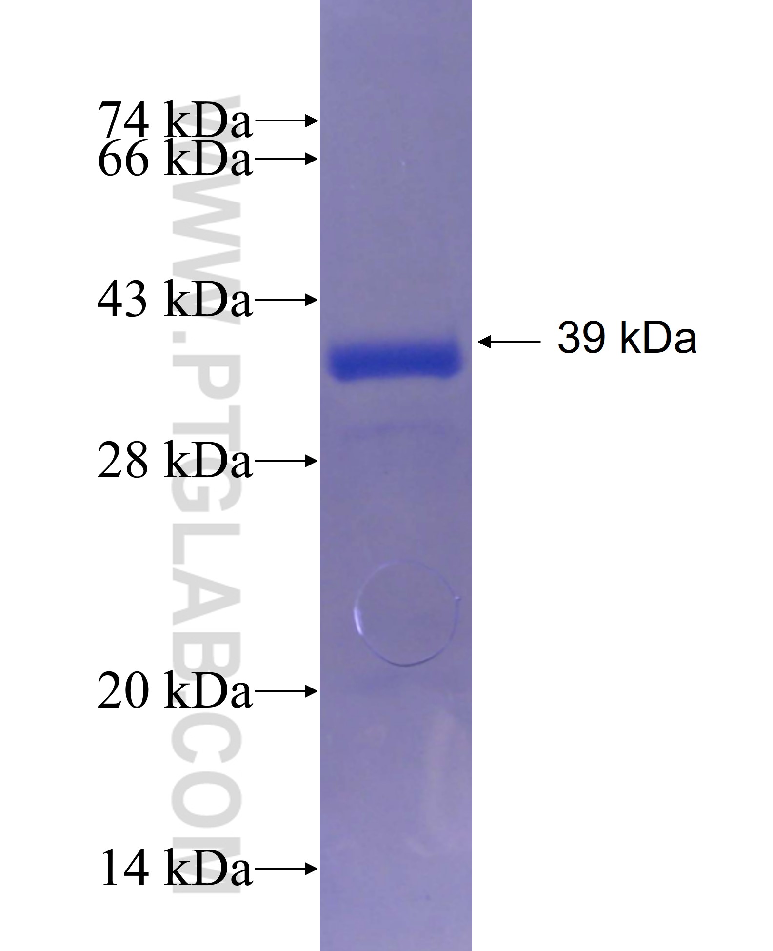 ODF3L1 fusion protein Ag23759 SDS-PAGE