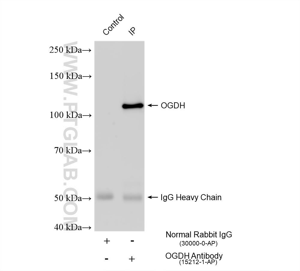 IP experiment of mouse heart using 15212-1-AP