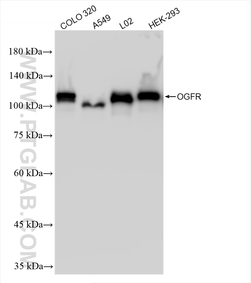 WB analysis using 85998-1-RR (same clone as 85998-1-PBS)