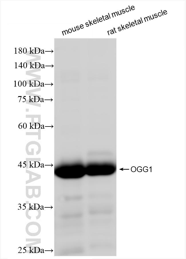 WB analysis using 83973-5-RR